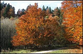 Autumn Kronos