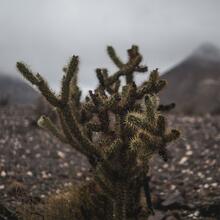 photo-Mapping-Kronos-Installation-Cactus